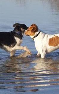 Adopter un chien : quelles sont les démarches à effectuer ? Adopter un chien : quelles sont les démarches à effectuer ?