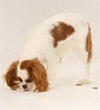 Empêcher votre chien de manger n’importe quoi | Pedigree® Empêcher votre chien de manger n’importe quoi | Pedigree®