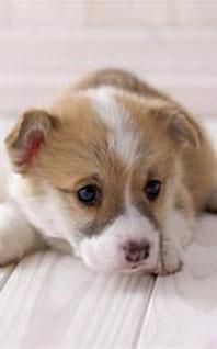 Comment réussir les premiers jours avec votre chien ? Comment réussir les premiers jours avec votre chien ?