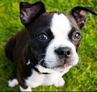 apprendre à son chien à s'asseoir