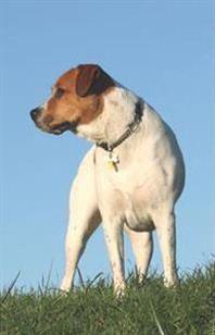 Quel temps pourriez-vous consacrer à votre chien ? Quel temps pourriez-vous consacrer à votre chien ?