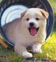 Quelles activités ludiques faire avec son chien ? Quelles activités ludiques faire avec son chien ?