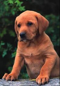 Quels sont les avantages d'accueillir un chien adulte ? Quels sont les avantages d'accueillir un chien adulte ?