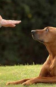 Un chien adopté peut-il encore apprendre ? Un chien adopté peut-il encore apprendre ?