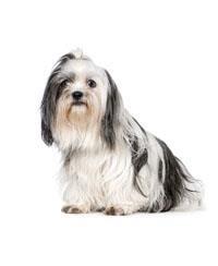 Shih Tzus