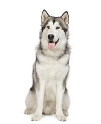 Malamute d’Alaska