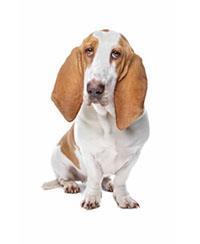 Basset Hound