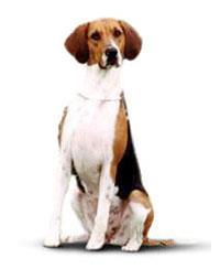 Foxhound