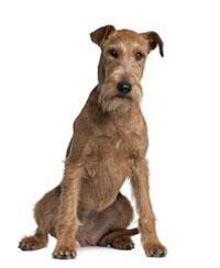 Terrier irlandais
