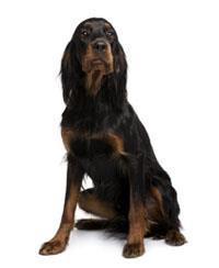 Setter Gordon