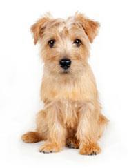 Terrier de Norfolk