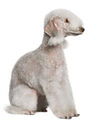 Bedlington
