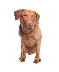 Retriever de la Baie de Chesapeake