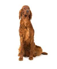 Setter irlandais