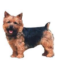 Terrier de Norwich