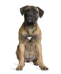Bullmastiff