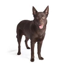 Kelpie australien