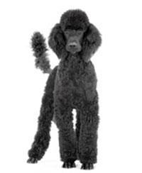 Caniche