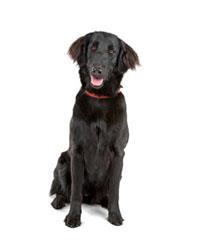 Retriever à poil plat