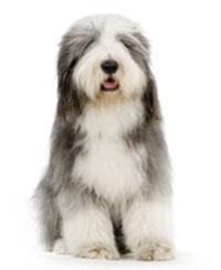Collie barbu