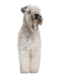 Terrier irlandais à poil doux