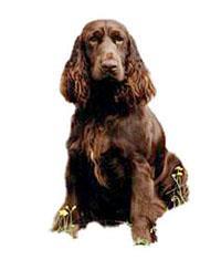 Field Spaniel