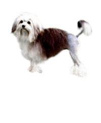 Petit Chien lion