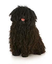 Puli