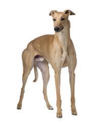 Quelle Race De Chien Choisir Pedigree