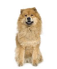 Quelle Race De Chien Choisir Pedigree