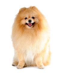 Quelle Race De Chien Choisir Pedigree