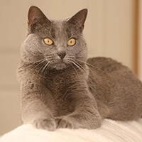 Le Chartreux