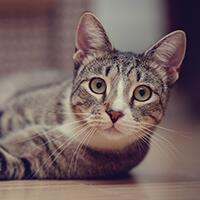 Chat De Gouttiere Origines Apparence Et Caractere Whiskas