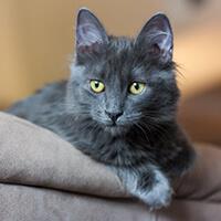 Le Nebelung