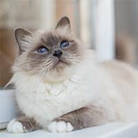 Le Ragdoll