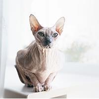 Le Sphynx