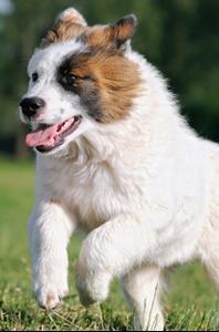 introducing rescue dog to new home