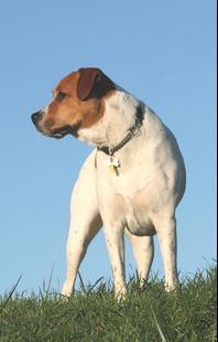 pedigree dog rescue centres