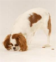 Stop Your Dog From Scavenging | Dog Training Tips | Pedigree UK