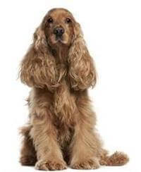 the sussex spaniel