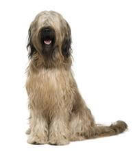 the briard