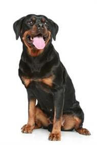 small rottweiler breed