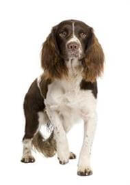 small springer spaniel breeds