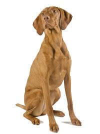 Pedigree® Hungarian Vizsla