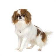pedigree japanese chin puppies sale