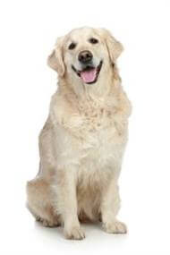 Pedigree® Golden Retriever