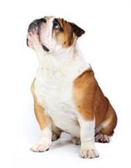 pedigree bulldog puppies