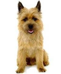 What Dog Is Right For Me Dog Breed Selector Pedigree