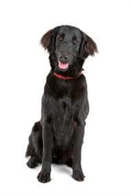 flat coated retriever weight