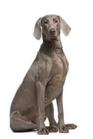 small weimaraner